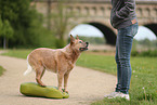 red-speckled Australian Cattle Dog