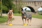 2 Australian Cattle Dogs