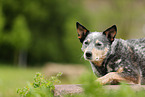 blue-speckled Australian Cattle Dog