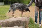 blue-speckled Australian Cattle Dog