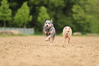 2 Australian Cattle Dogs