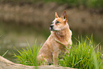 red-speckled Australian Cattle Dog