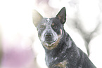Australian Cattle Dog