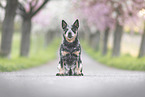Australian Cattle Dog