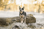 Australian Cattle Dog