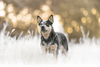 Australian Cattle Dog