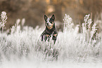 Australian Cattle Dog
