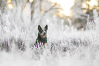 Australian Cattle Dog