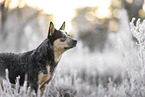 Australian Cattle Dog