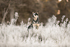 Australian Cattle Dog