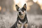 Australian Cattle Dog