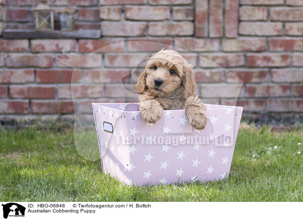 Australian Cobberdog Puppy / HBO-06848