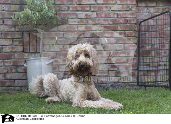 Australian Cobberdog / HBO-06859