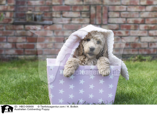 Australian Cobberdog Puppy / HBO-06868