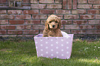 Australian Cobberdog Puppy