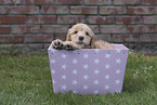 Australian Cobberdog Puppy