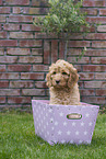 Australian Cobberdog Puppy