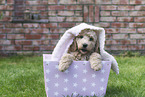 Australian Cobberdog Puppy