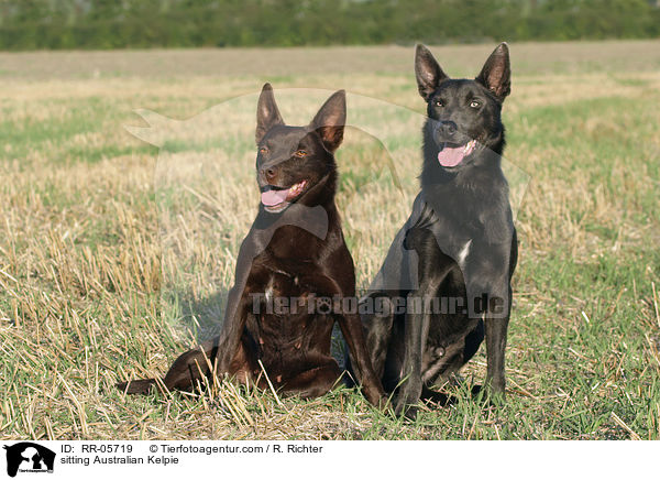 sitting Australian Kelpie / RR-05719