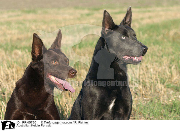 Australian Kelpie Portrait / RR-05720