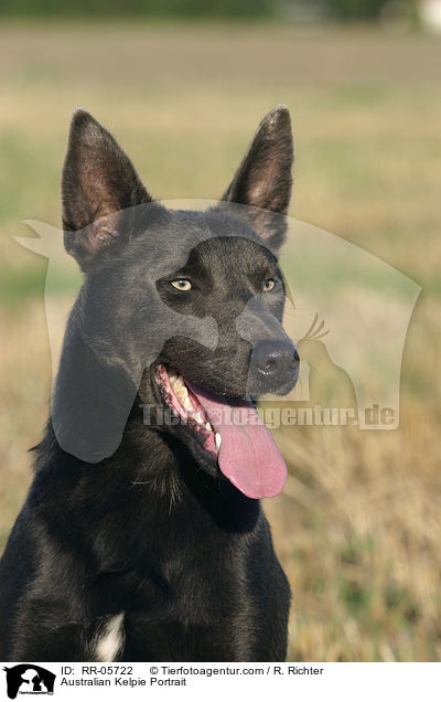 Australian Kelpie Portrait / Australian Kelpie Portrait / RR-05722