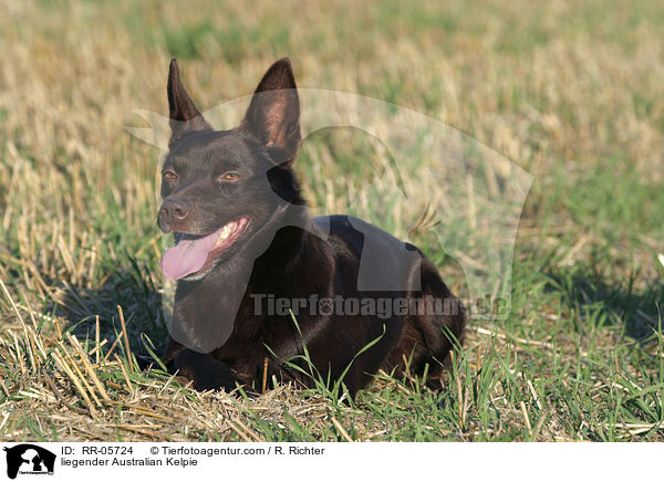 liegender Australian Kelpie / liegender Australian Kelpie / RR-05724