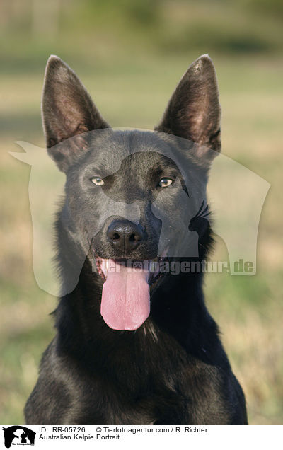 Australian Kelpie Portrait / Australian Kelpie Portrait / RR-05726