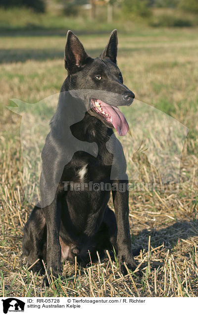 sitzender / sitting Australian Kelpie / RR-05728