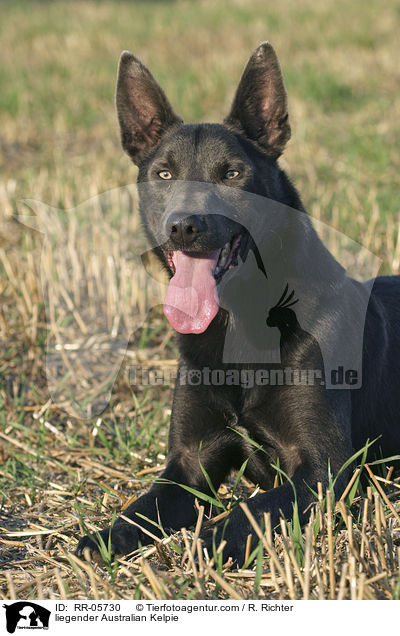 liegender Australian Kelpie / liegender Australian Kelpie / RR-05730