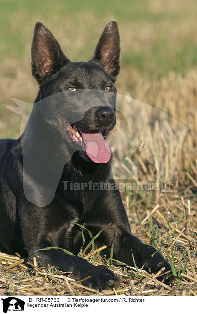 liegender Australian Kelpie / liegender Australian Kelpie / RR-05733