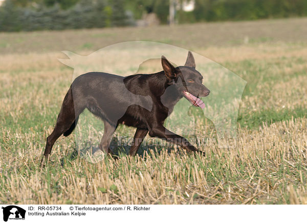 trabender / trotting Australian Kelpie / RR-05734