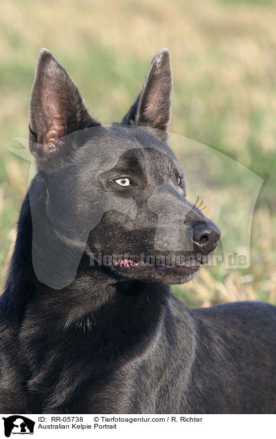 Australian Kelpie Portrait / Australian Kelpie Portrait / RR-05738