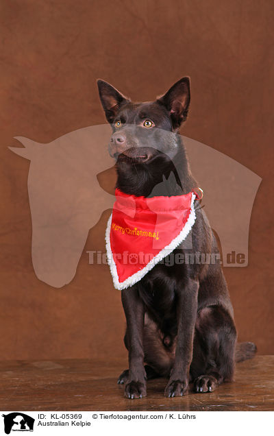 Australian Kelpie / Australian Kelpie / KL-05369