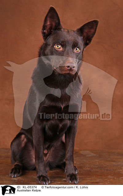 Australian Kelpie / Australian Kelpie / KL-05374