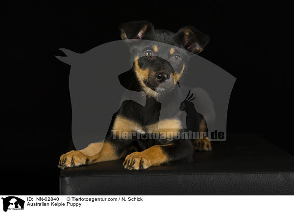 Australian Kelpie Welpe / Australian Kelpie Puppy / NN-02840