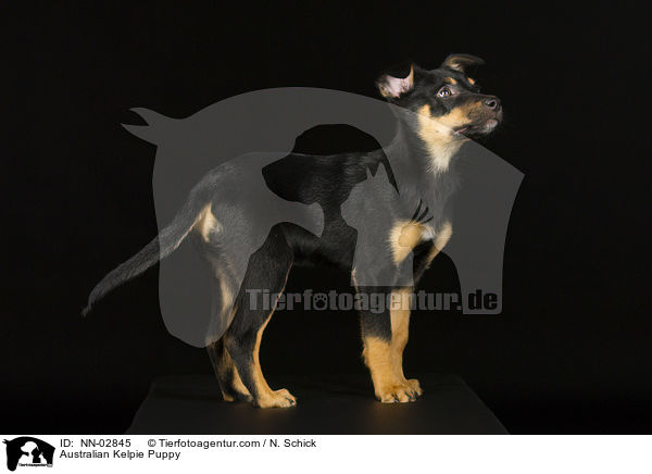 Australian Kelpie Welpe / Australian Kelpie Puppy / NN-02845