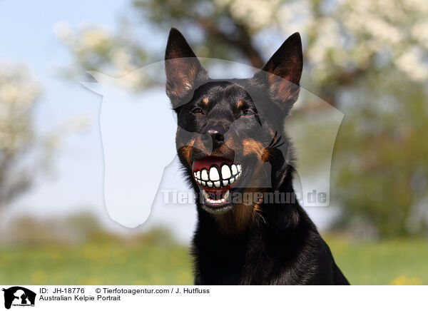 Australian Kelpie Portrait / JH-18776