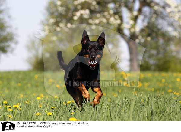 running Australian Kelpie / JH-18778