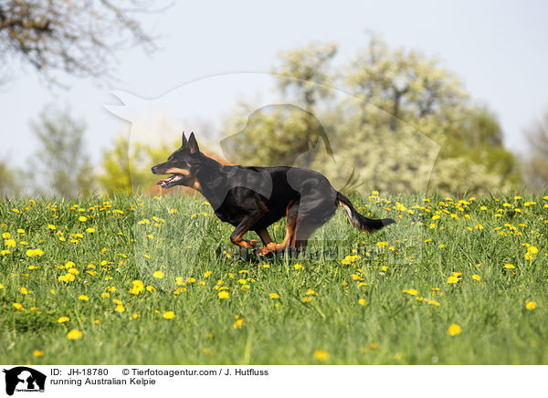 running Australian Kelpie / JH-18780