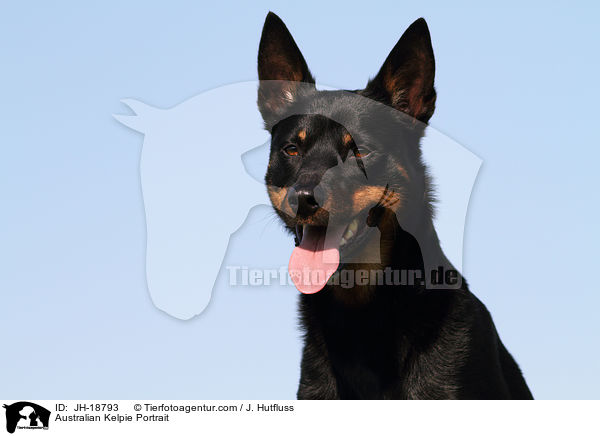 Australian Kelpie Portrait / JH-18793