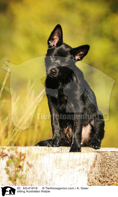 sitzender Australian Kelpie / sitting Australian Kelpie / AG-01818
