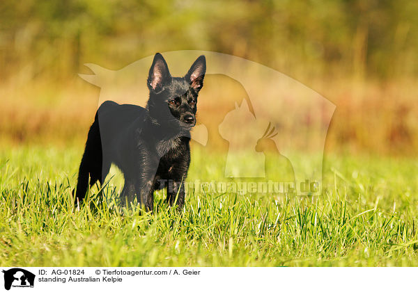 stehender Australian Kelpie / standing Australian Kelpie / AG-01824