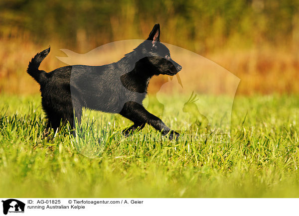 rennender Australian Kelpie / running Australian Kelpie / AG-01825