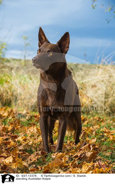 stehender Australian Kelpie / standing Australian Kelpie / SST-13378