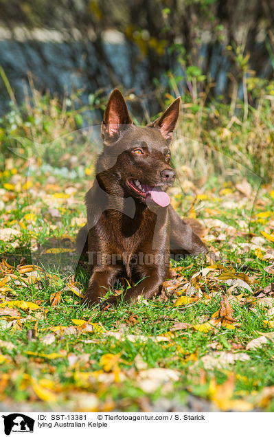 liegender Australian Kelpie / lying Australian Kelpie / SST-13381