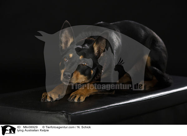 liegender Australian Kelpie / lying Australian Kelpie / NN-08929