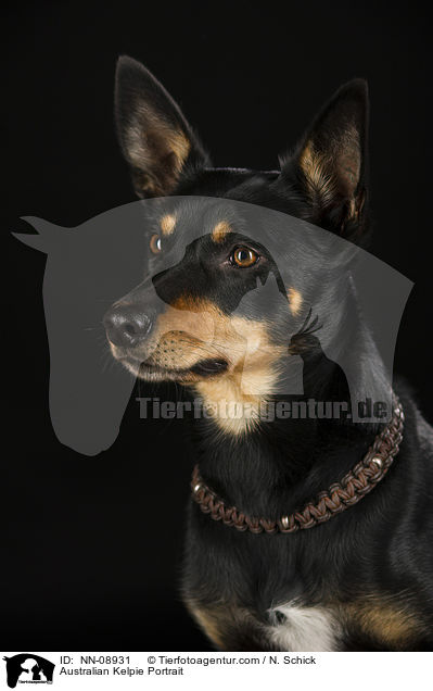 Australian Kelpie Portrait / Australian Kelpie Portrait / NN-08931
