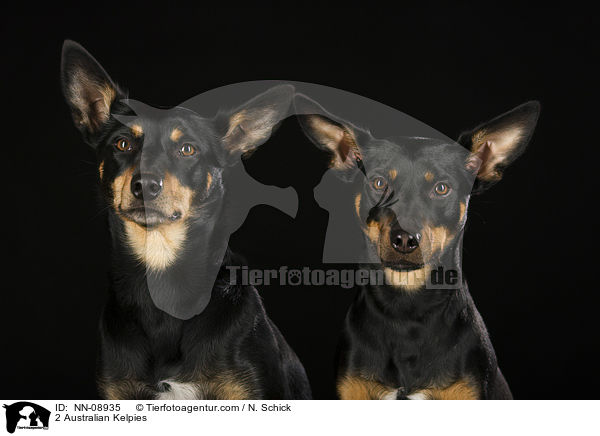 2 Australian Kelpies / 2 Australian Kelpies / NN-08935