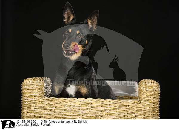 Australian Kelpie Portrait / Australian Kelpie Portrait / NN-08950