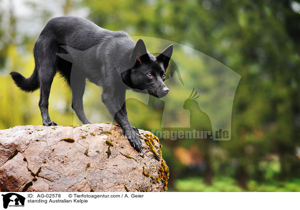 standing Australian Kelpie / AG-02578